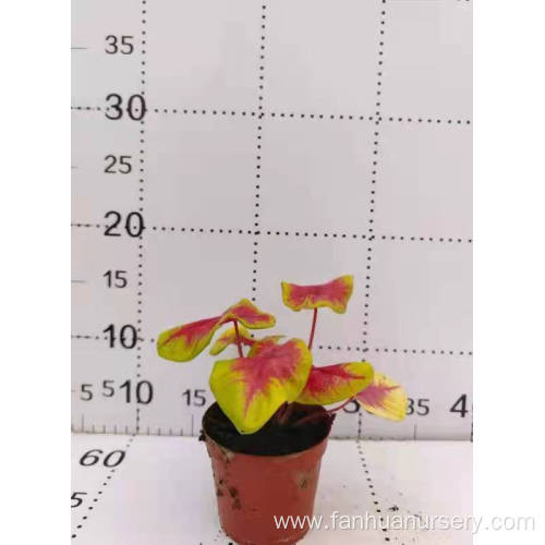 caladium hongxinhua natural plants